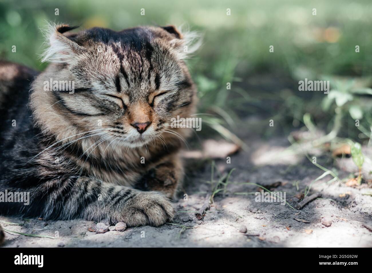 Le chat rayé gris napping sur l'herbe verte Banque D'Images