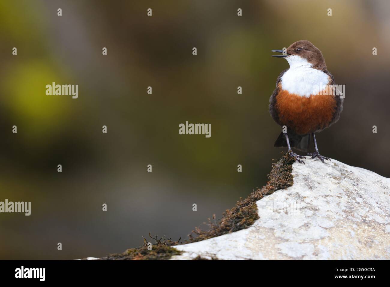 Un adulte chantant le balancier à gorge blanche (Cinclus inclues) de la course britannique dans le Yorkshire Dales, Royaume-Uni Banque D'Images