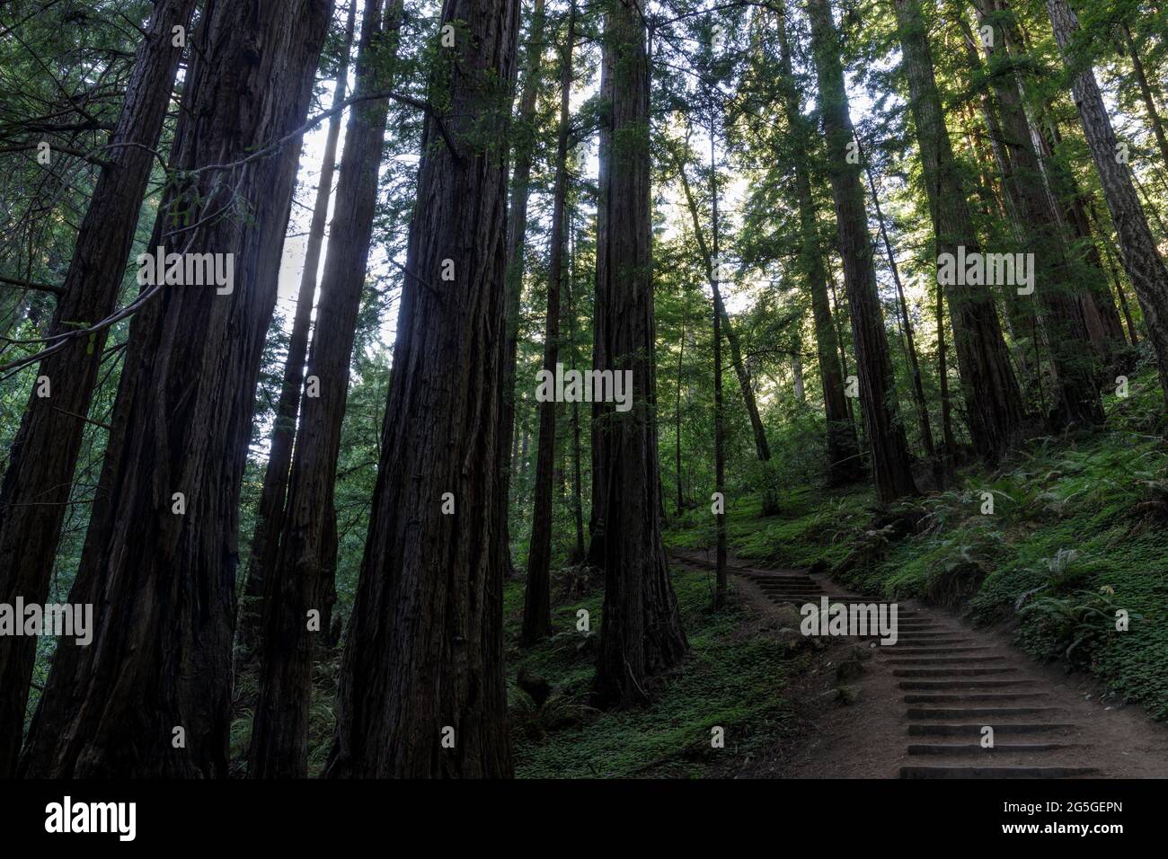 Escaliers traversant la forêt côtière de séquoias à Muir Woods, comté de Marin, Californie, États-Unis. Banque D'Images