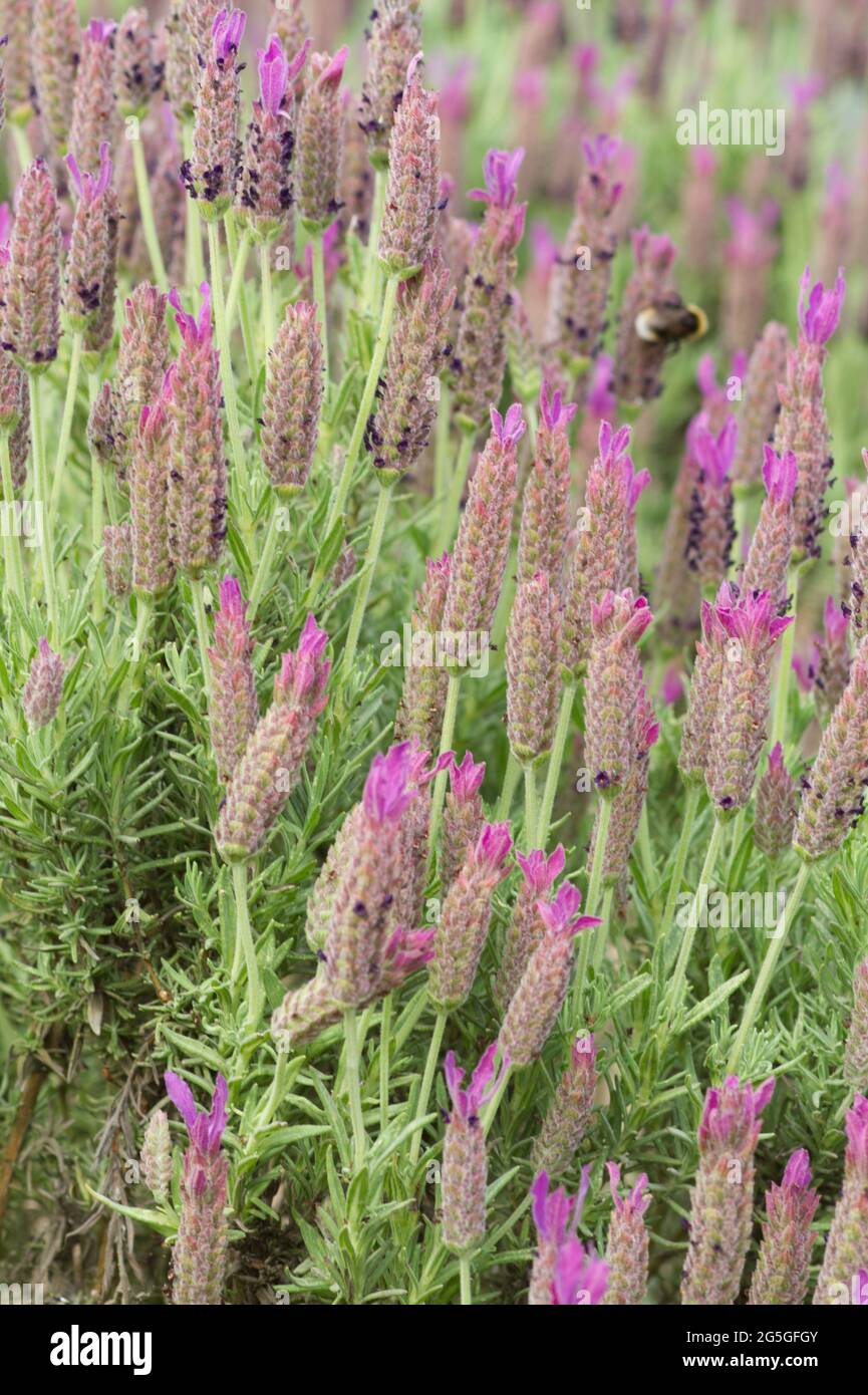 Lavandula stoechhas luci violet, lavande française, fleurs en été au Royaume-Uni Banque D'Images