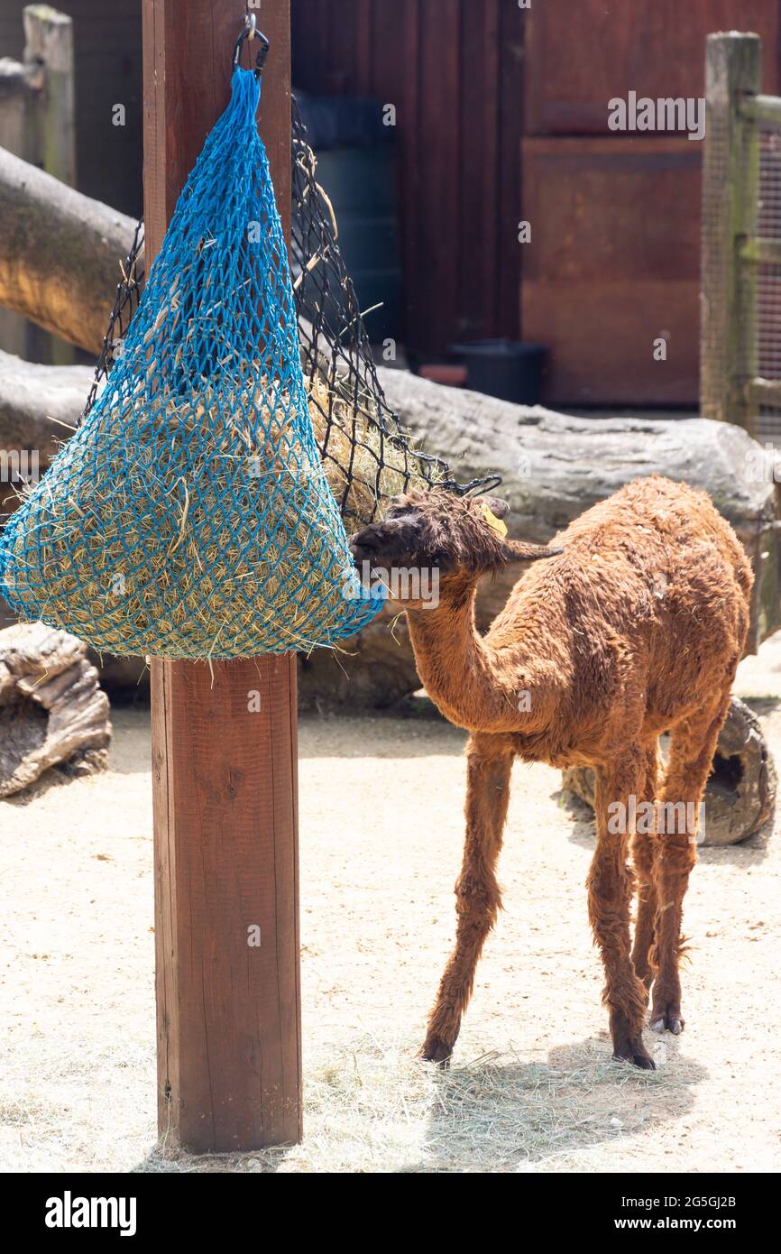 Bébé Llama se nourrissant dans la ferme du zoo de Londres ZSL, Regent's Park, City of Westminster, Greater London, Angleterre, Royaume-Uni Banque D'Images
