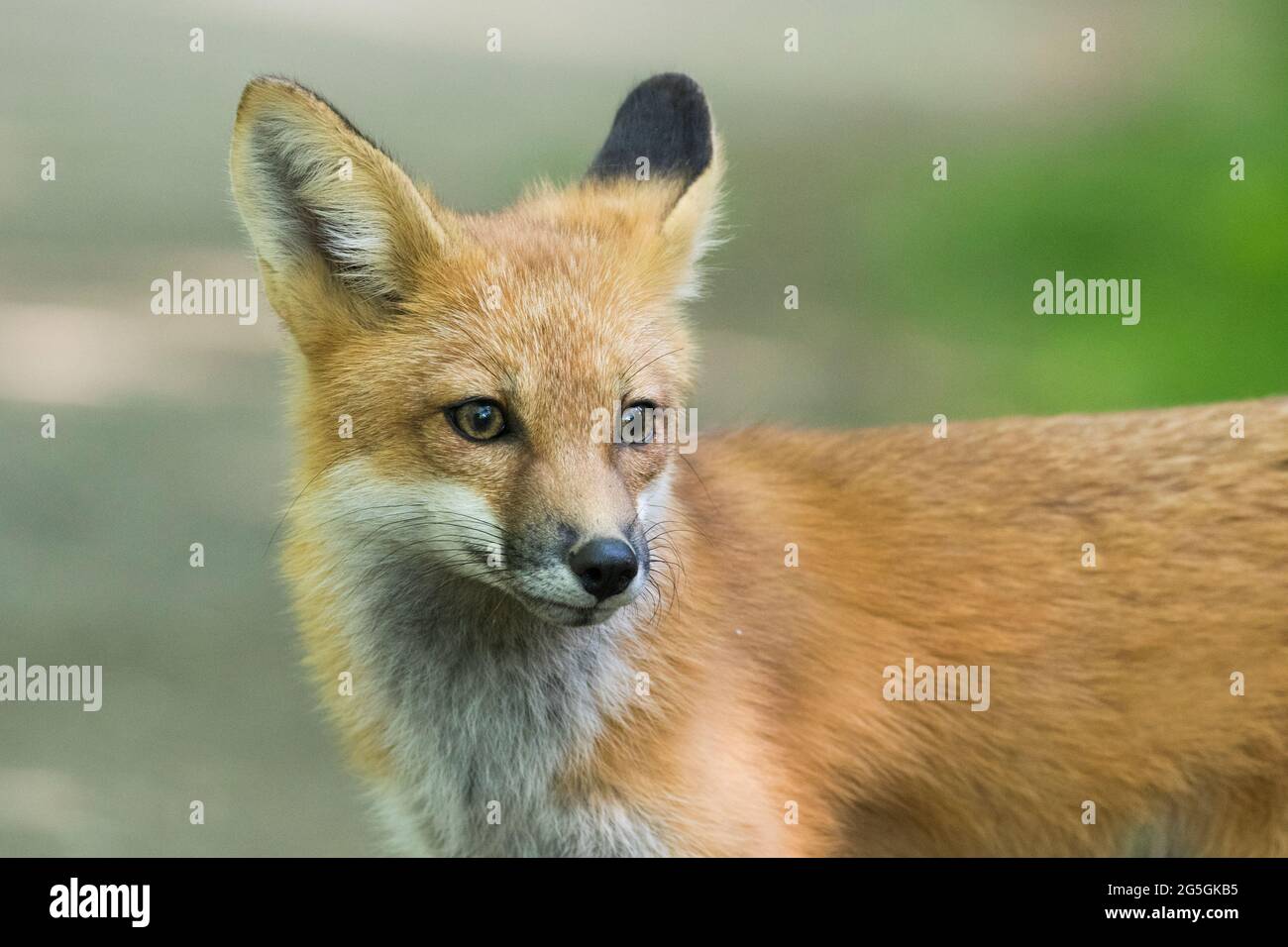 Portrait De Renard De Bebe Photo Stock Alamy