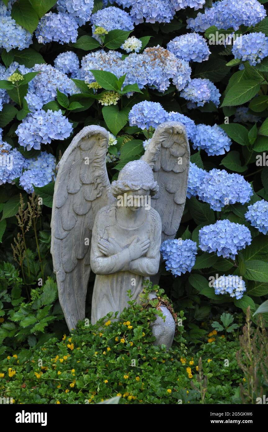 Jolie statue d'ange dans le jardin fleuri d'hortensia Banque D'Images