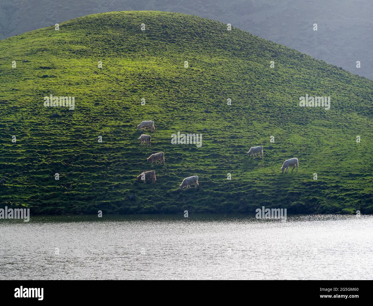 Vaches paissant au bord du lac à Caldeirão do Corvo Banque D'Images