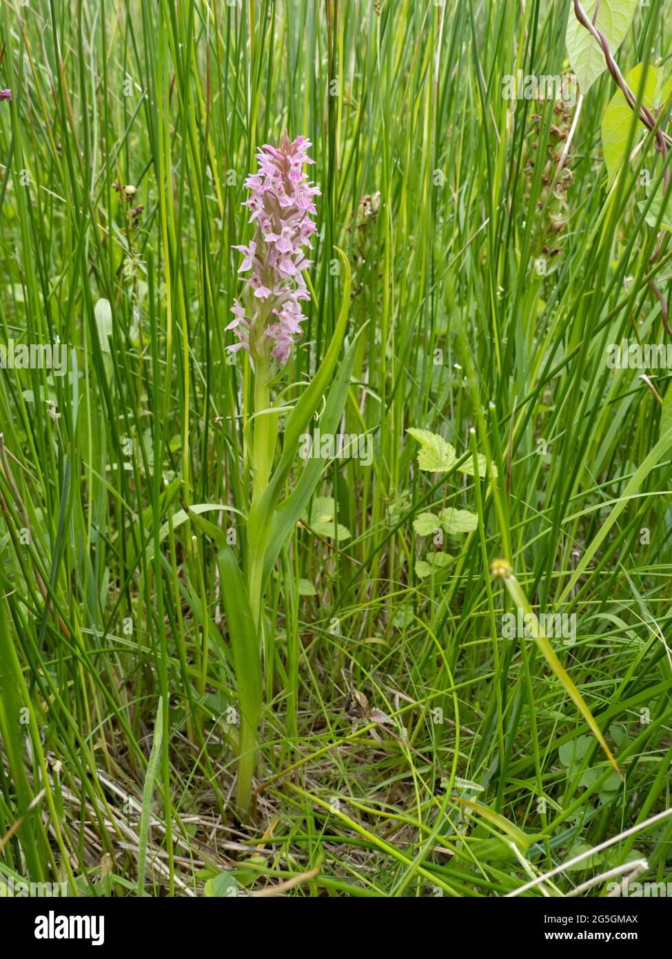 Dactylorhiza incarnata, la première orchidée de Marsh Banque D'Images