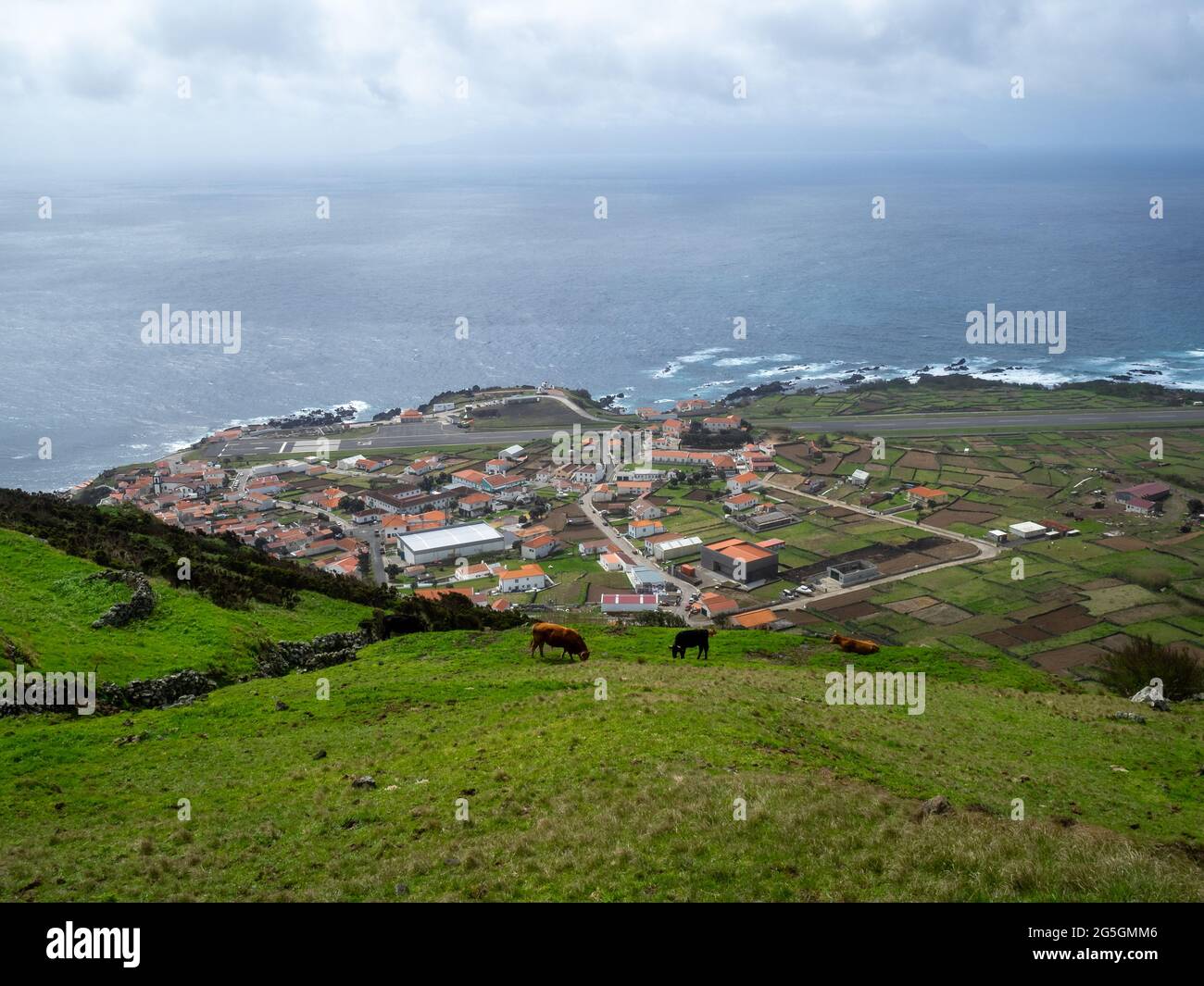 Vaches paissant dans les champs au-dessus du village de Corvo, Açores Banque D'Images
