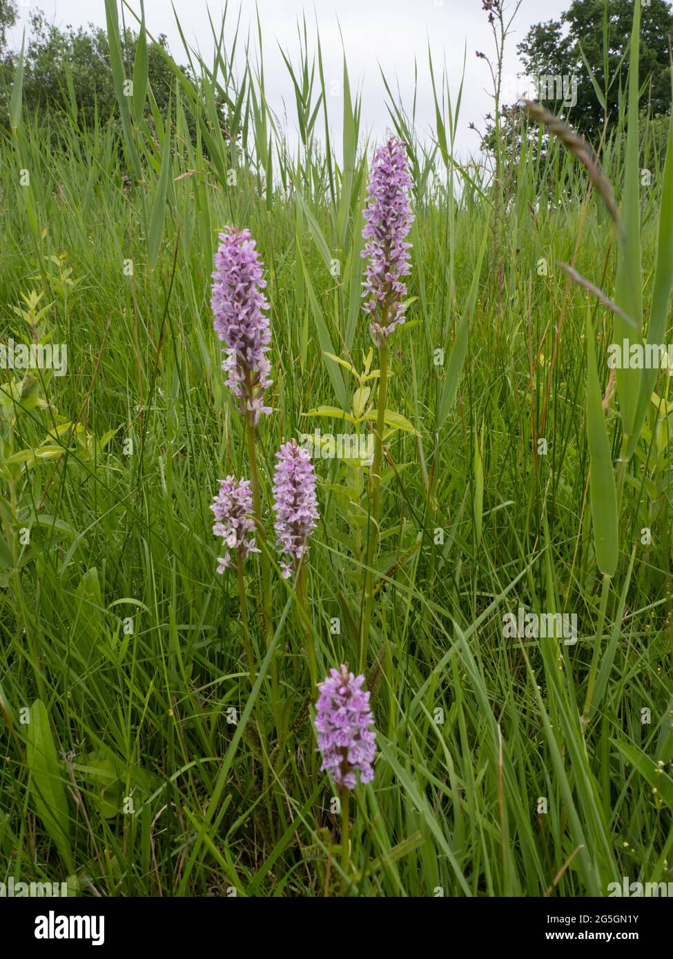 La commune de l'Ouest (Dactylorhiza fuchsii) Banque D'Images