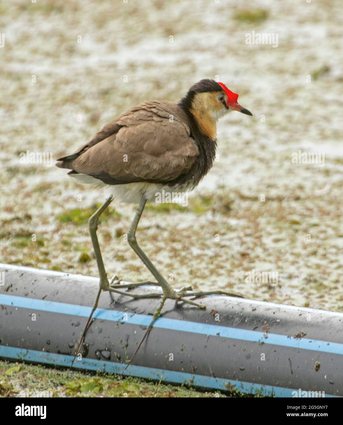 Jacana à crête de peigne, Lotusbird, Irediparra gallinacea, avec ses grands pieds clairement visibles, dans un lagon dans un parc de la ville de Queensland Australie Banque D'Images