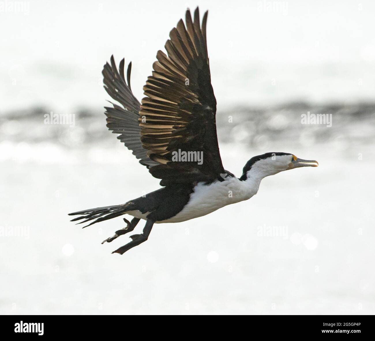 Pied Cormorant, Phalacrocorax varius, en vol contre le ciel dans le Queensland en Australie Banque D'Images