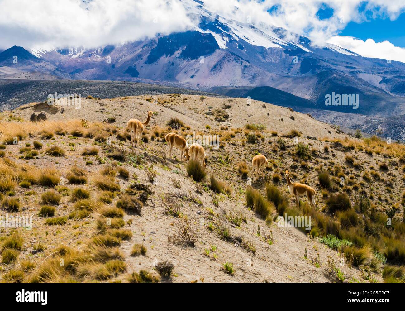 Magnifique paysage volcanique avec des vicunas sauvages au pied du parc national de Chimborazo, Equateur Banque D'Images