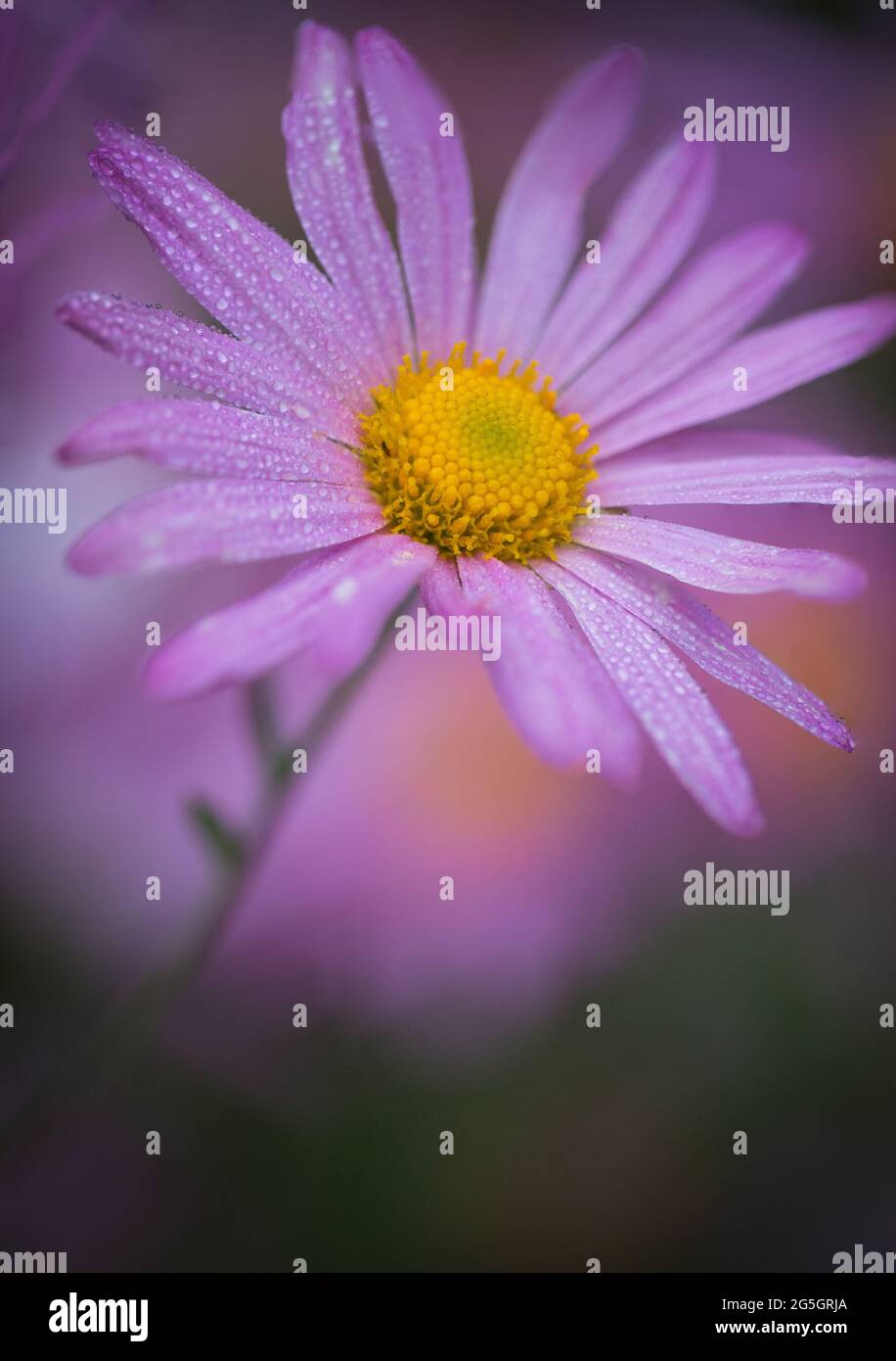 Gros plan de la pâquerette pourpre qui fleuris avec des gouttes de rosée le matin au printemps. Magnifique fond floral. Banque D'Images