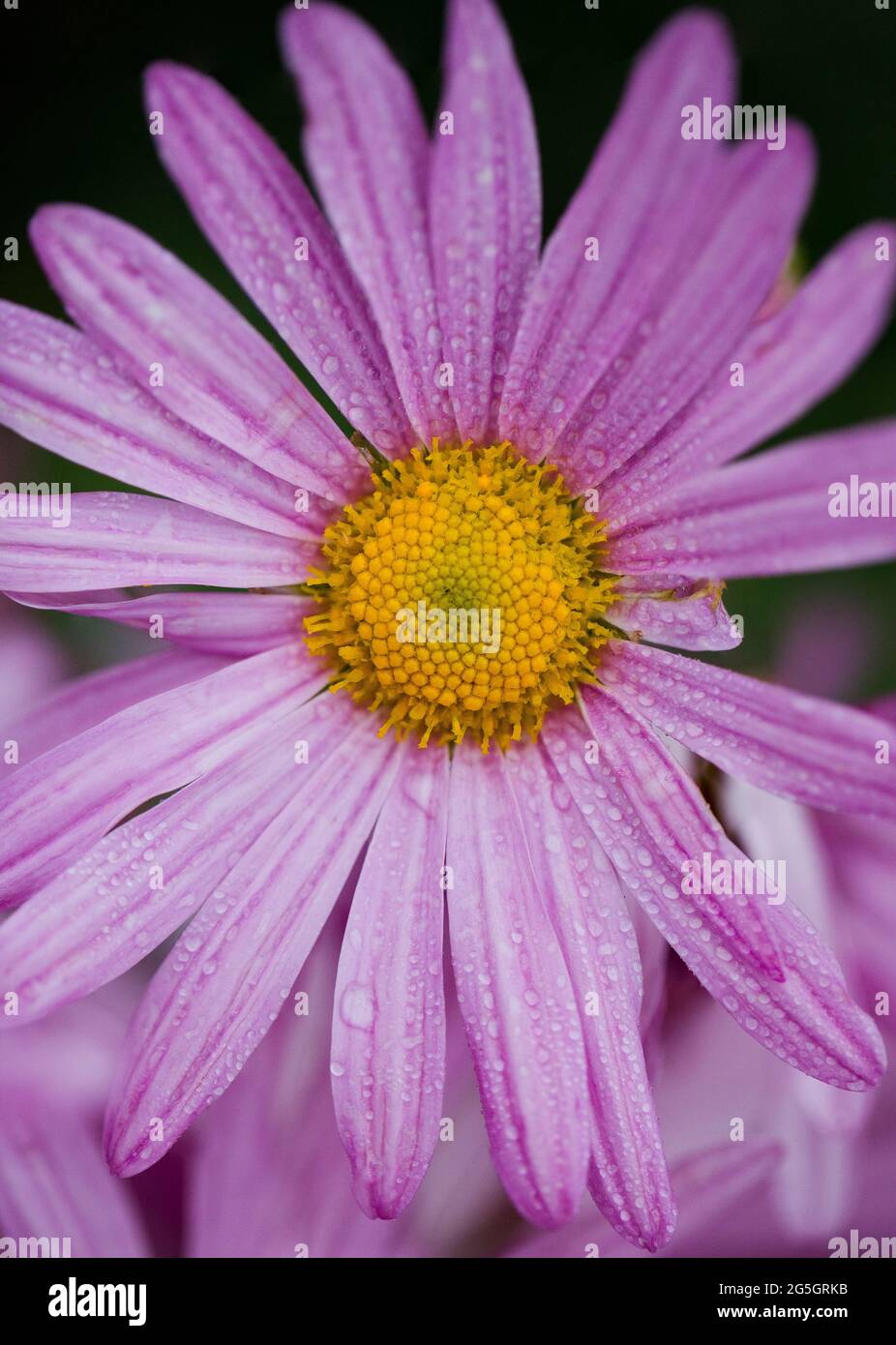 Gros plan de la pâquerette pourpre qui fleuris avec des gouttes de rosée le matin au printemps. Magnifique fond floral. Banque D'Images