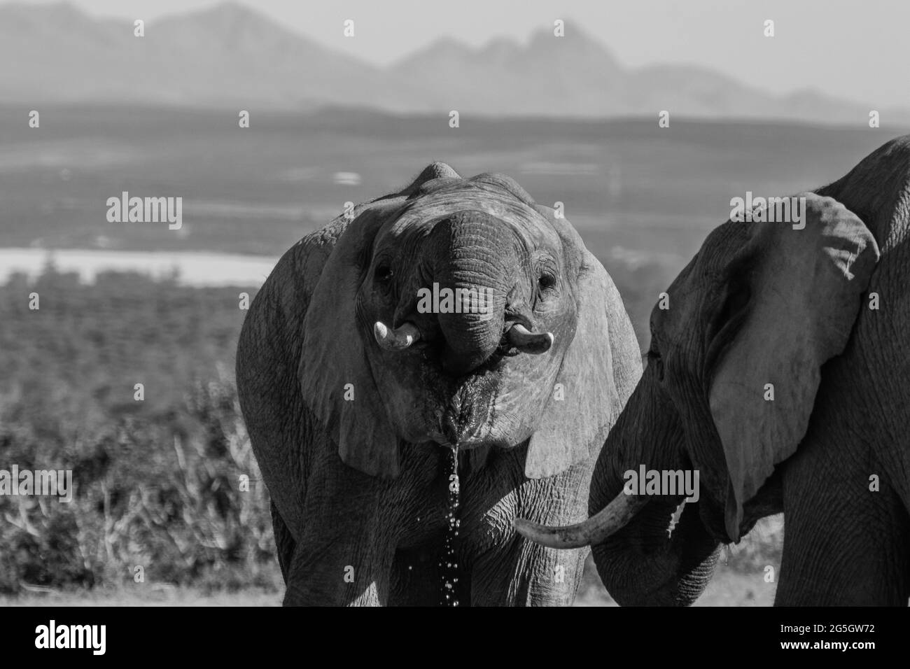 Eau potable des éléphants dans le parc national d'Addo Elephant, Afrique du Sud Banque D'Images