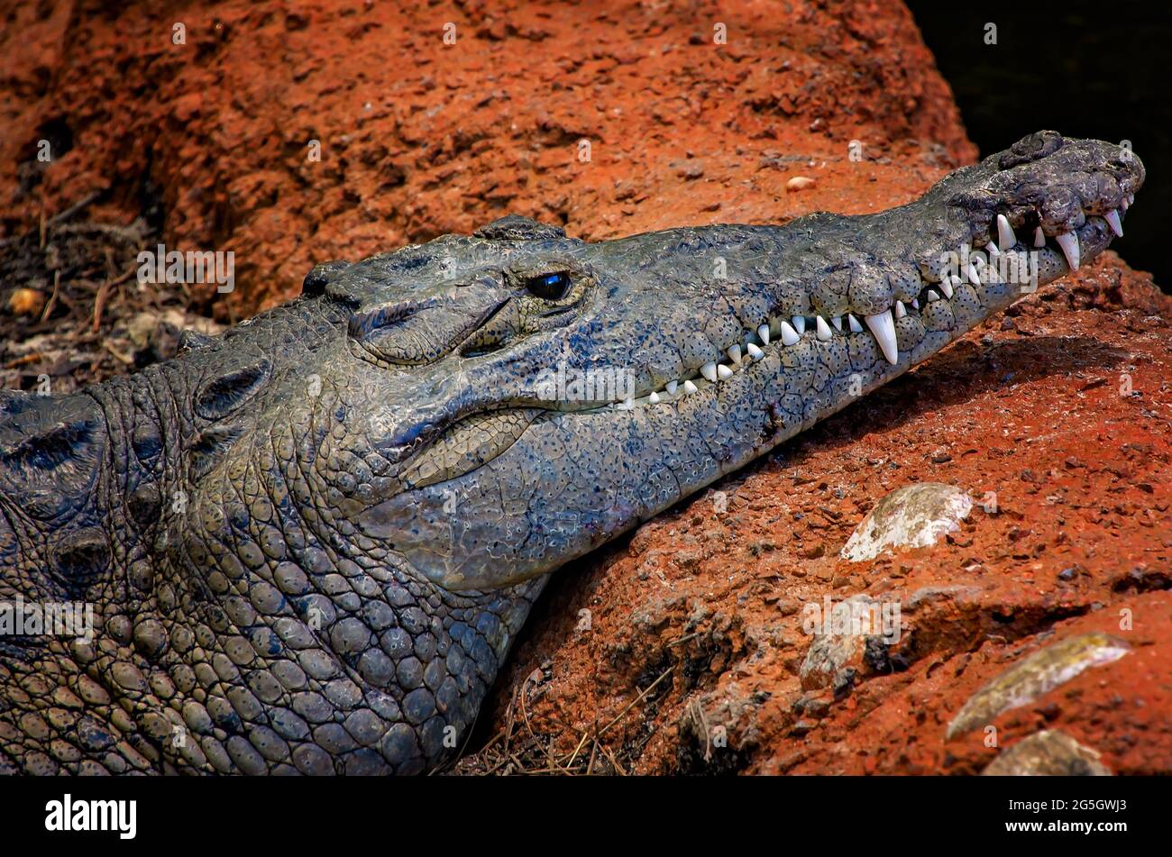 Un crocodile américain se trouve sur le terrain à l'Aquarium du Mississippi, le 24 juin 2021, à Gulfport, Mississippi. Banque D'Images