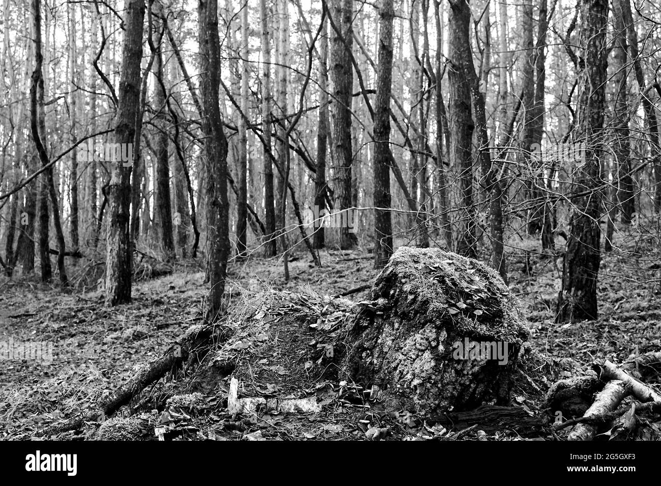 Tronc d'arbre tombé recouvert de mousse dans une forêt brumeuse à l'automne en Pologne, monochrome Banque D'Images