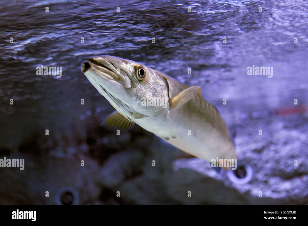Grand poisson prédateur barracuda dans un aquarium marin. Banque D'Images