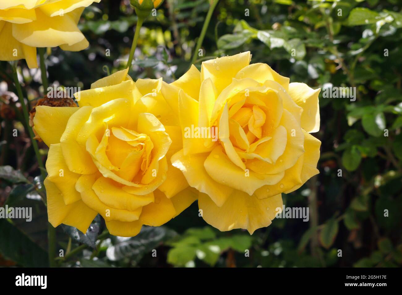 Une paire de fleurs roses jaunes en fleur Banque D'Images