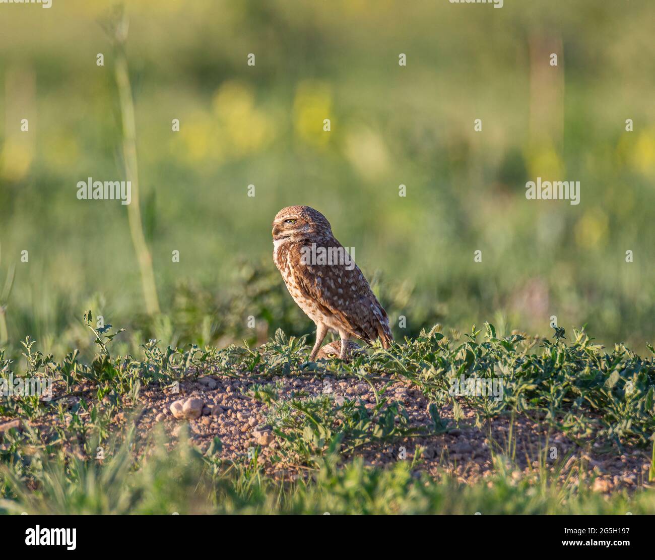 Hibou des terriers mâles (Athene cunicularia) qui rôde au nid Banque D'Images