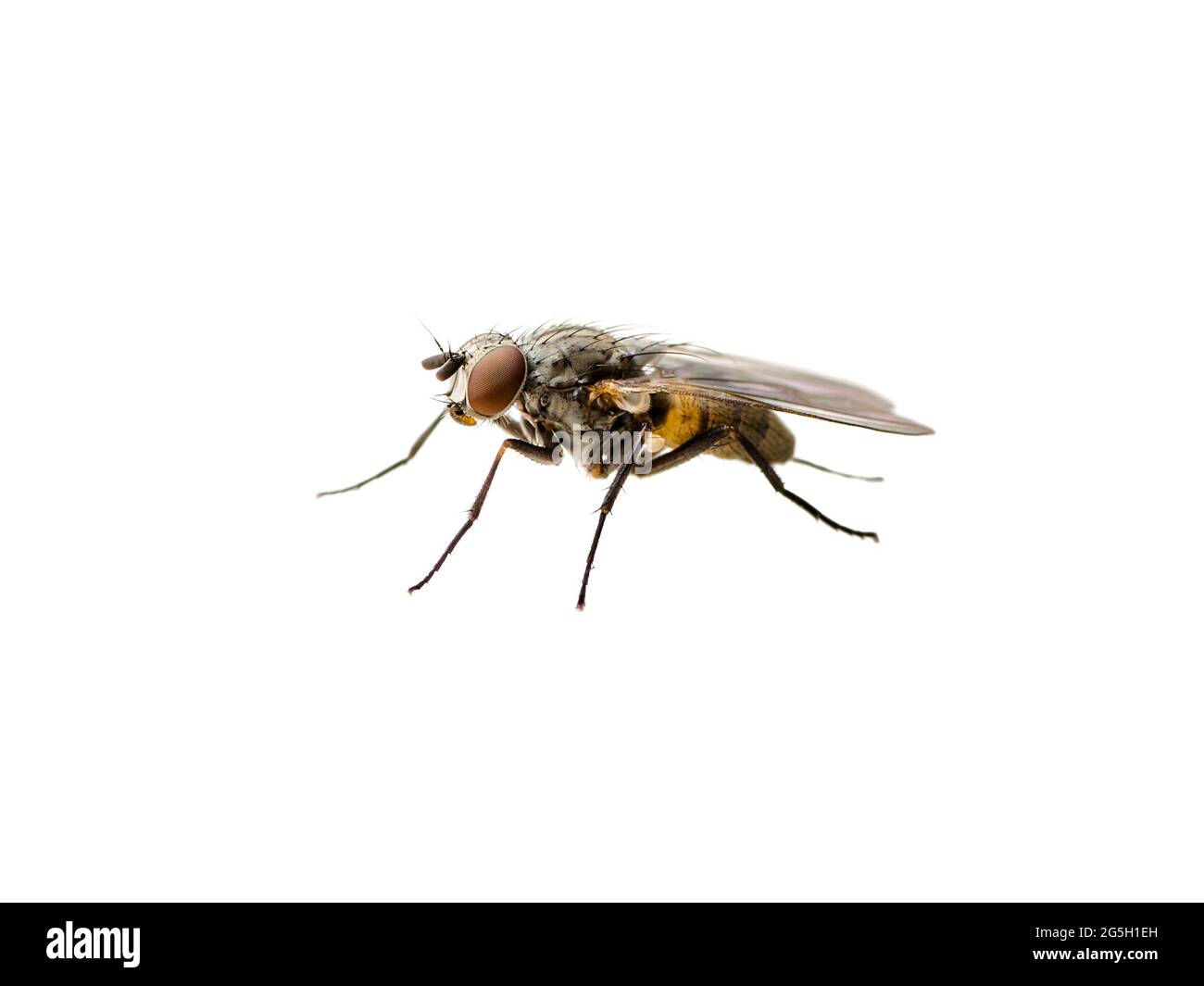 Drosophila fruit Fly Diptera parasite insecte isolé sur fond blanc Banque D'Images