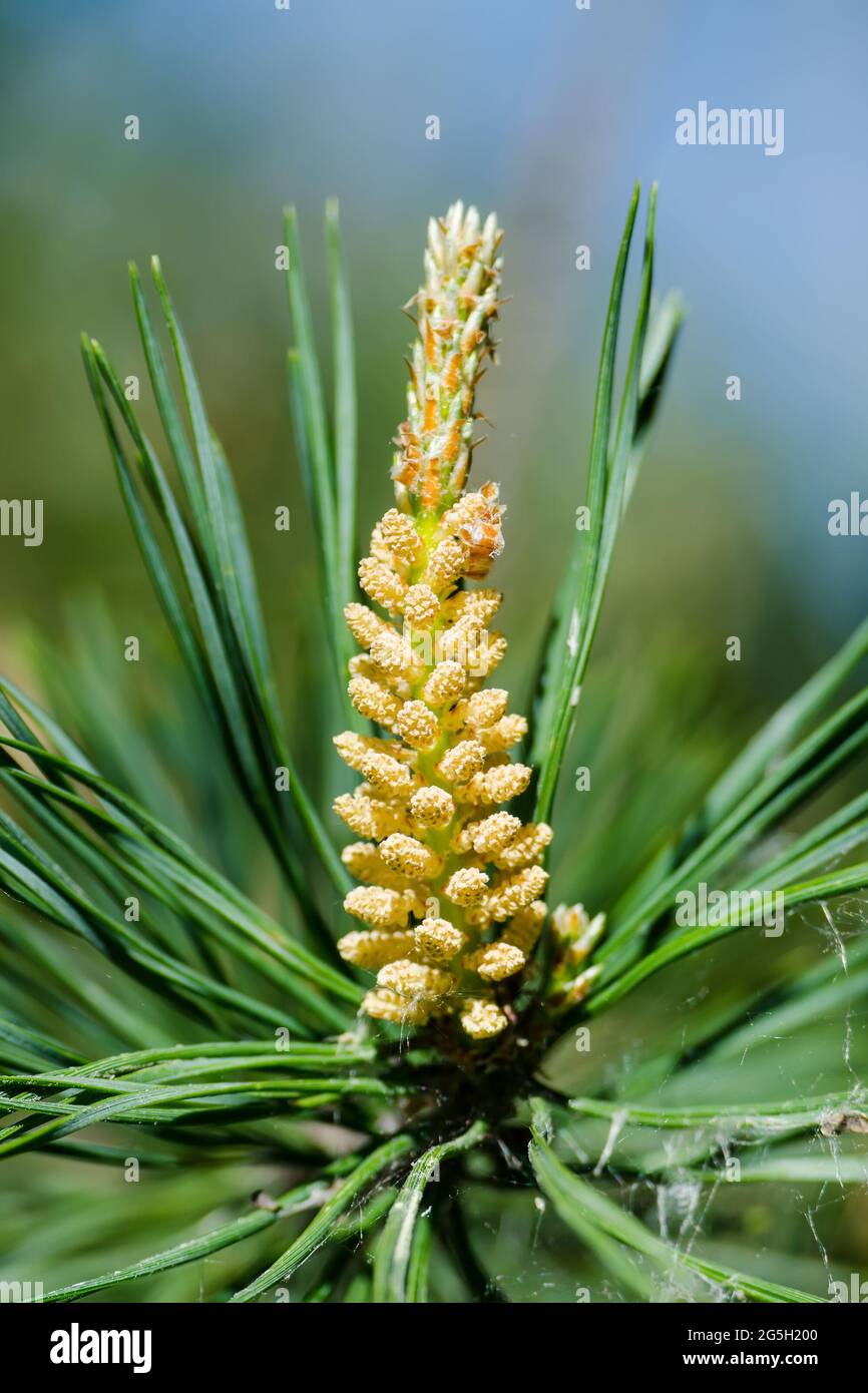 Vert Pine Tree Sprout pollen Macro Banque D'Images