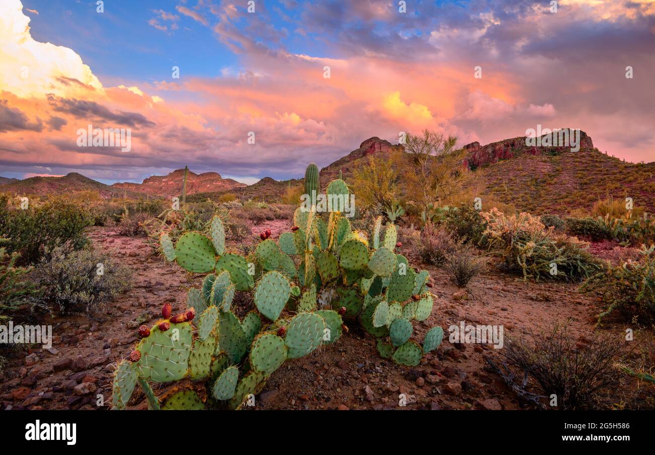 Superstition Mountains, Arizona, États-Unis Banque D'Images