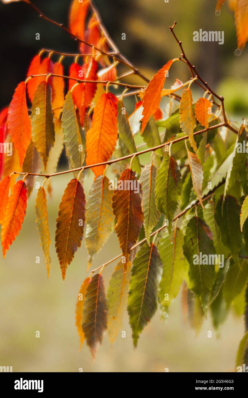 Automne, feuilles d'automne dans les jardins botaniques, Tasmanie, Australie Banque D'Images