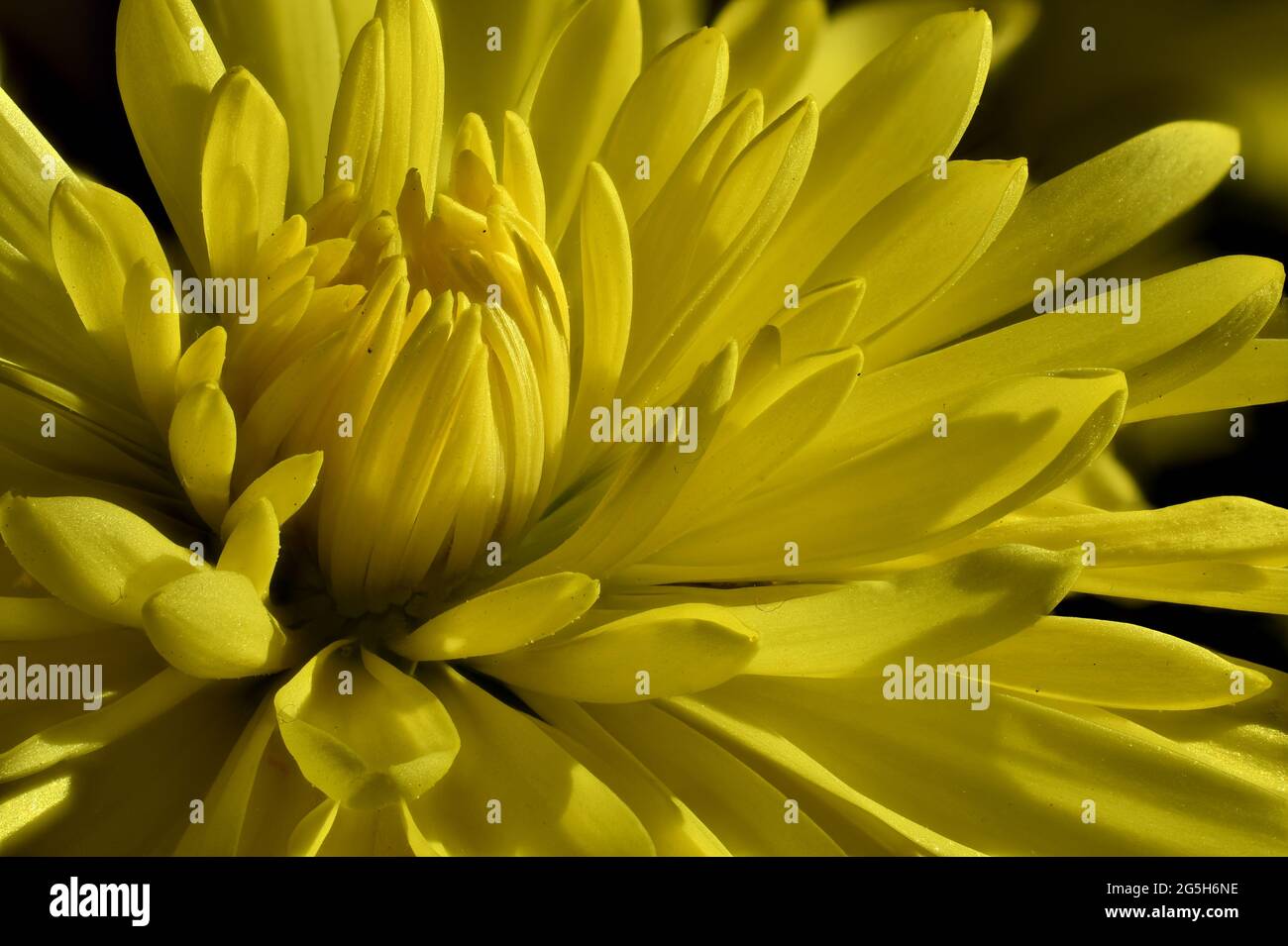 Fleur jaune Marigold gros plan avec un objectif macro Banque D'Images