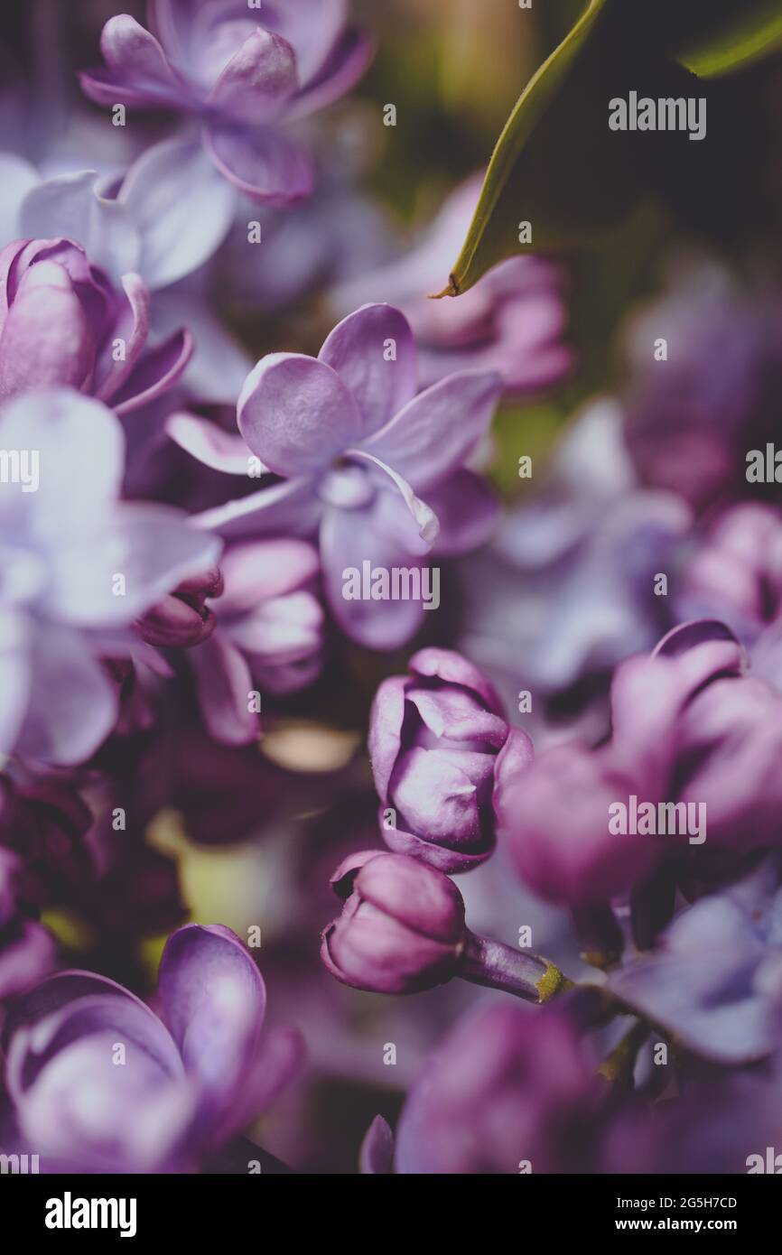 Bush à lilas pourpre avec une variété de teintes pourpres de fleurs et de bourgeons fleuris au printemps Banque D'Images