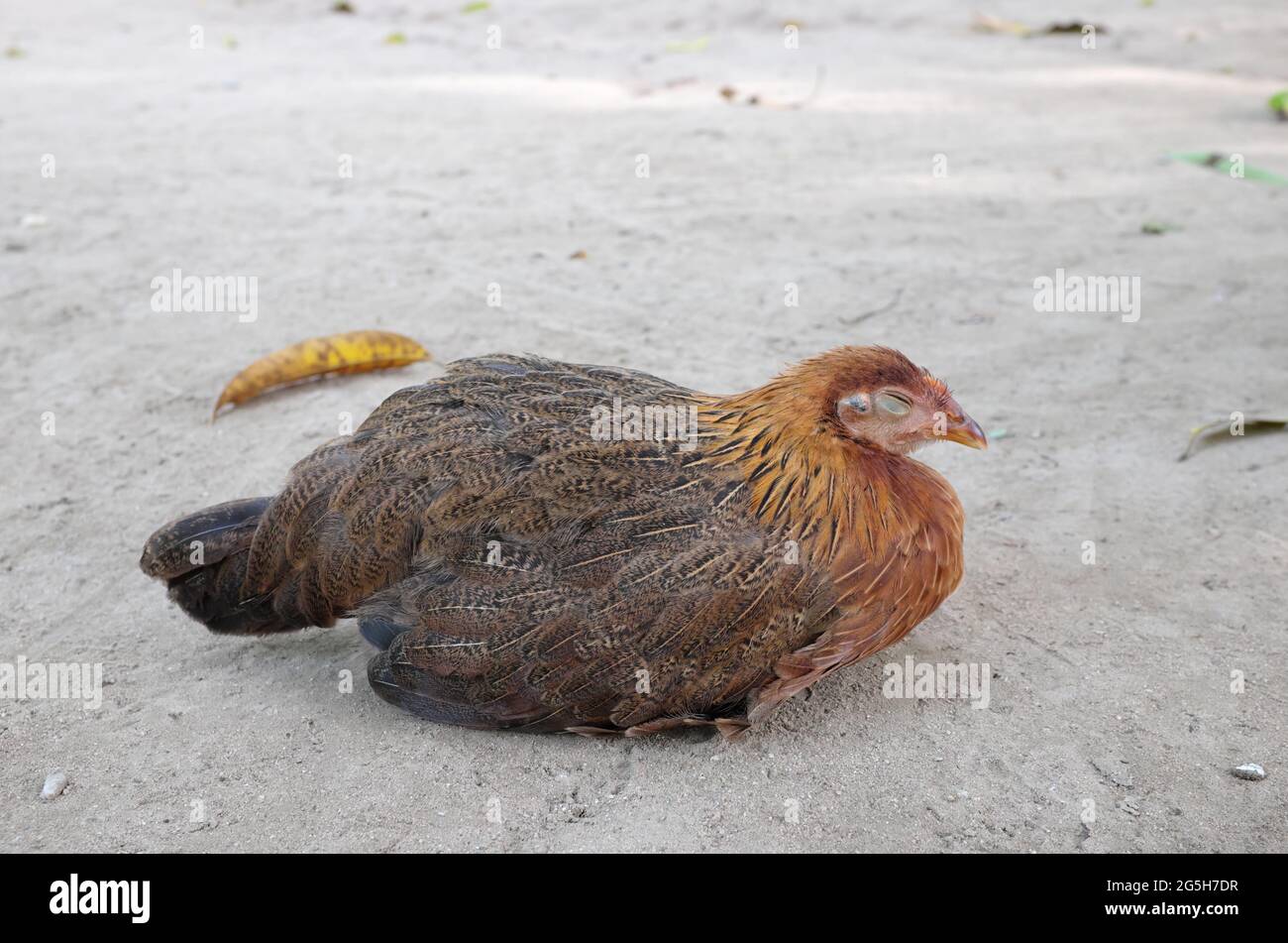 Foyer sélectif de poulet endormi avec espace de copie. Banque D'Images