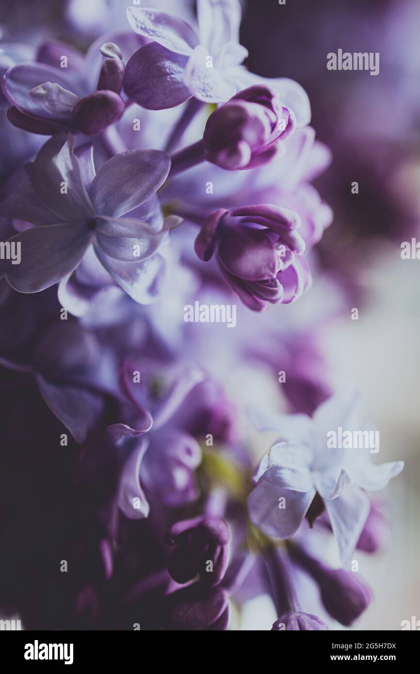 Bush à lilas pourpre avec une variété de teintes pourpres de fleurs et de bourgeons fleuris au printemps Banque D'Images