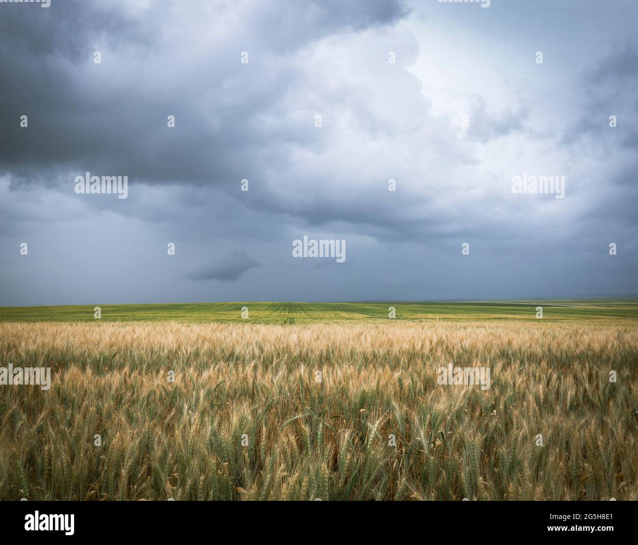 Orage sombre nuages au-dessus du champ de blé de l'est du Colorado Banque D'Images