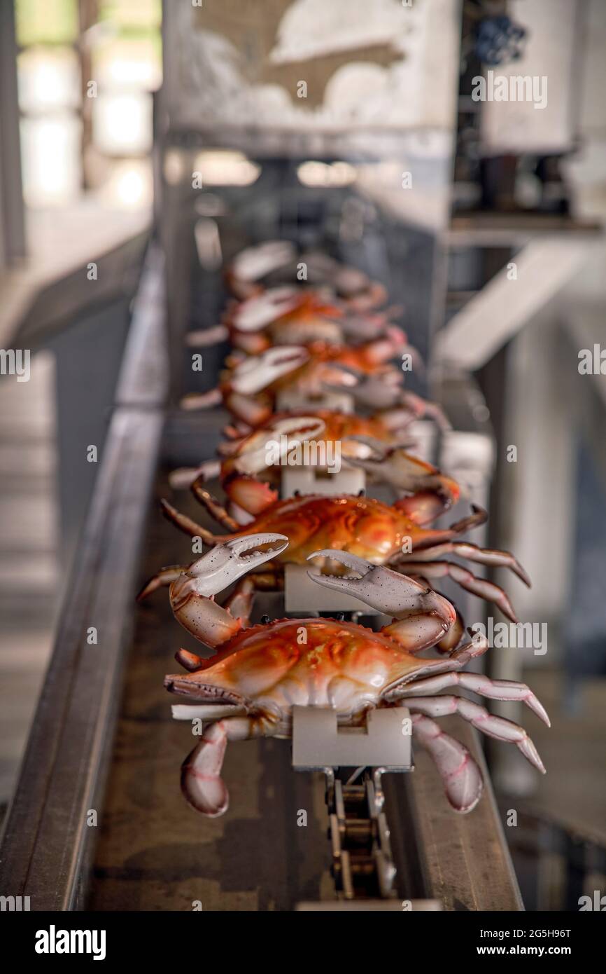 Un affichage de répliques de crabes illustre une étape dans le processus d'emballage commercial de la viande de crabe. Banque D'Images