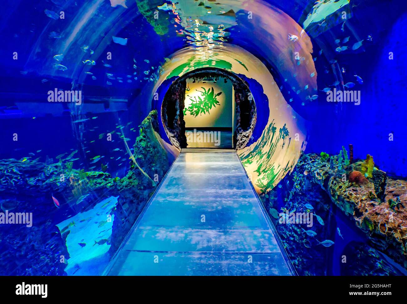 Un aquarium en tunnel offre aux visiteurs une expérience immersive à l'aquarium du Mississippi, le 24 juin 2021, à Gulfport, Mississippi. Banque D'Images