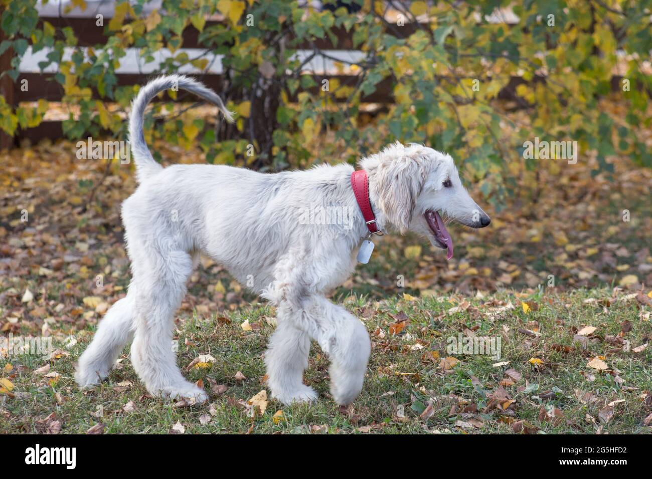 Le chiot de chien afghan marche sur une herbe verte dans le parc d'automne. Greyhound de l'est ou greyhound persan. Animaux de compagnie. Chien de race. Banque D'Images