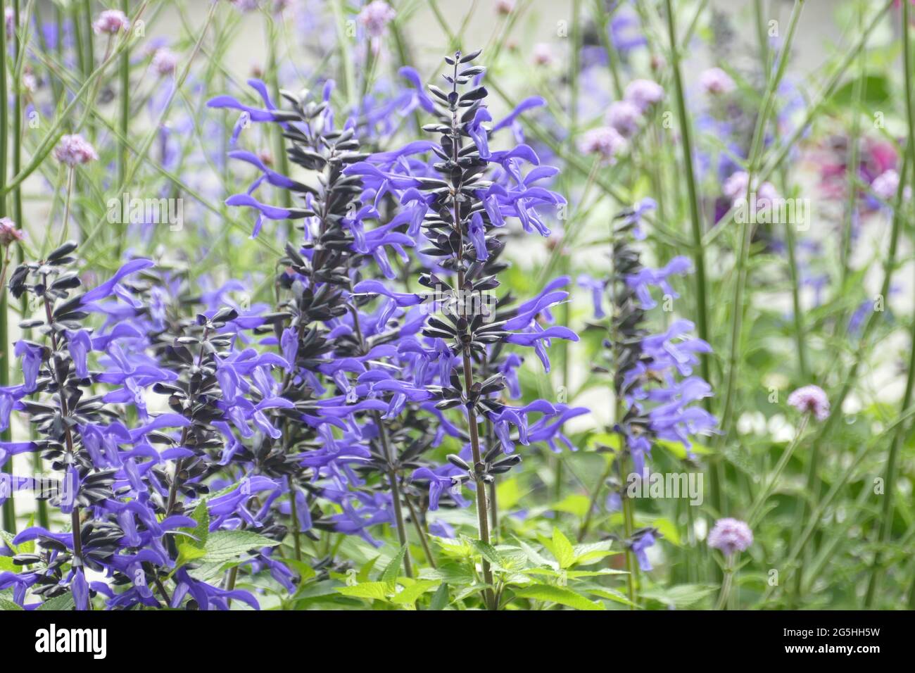 Sauge sauvage, fleurs violettes. Banque D'Images