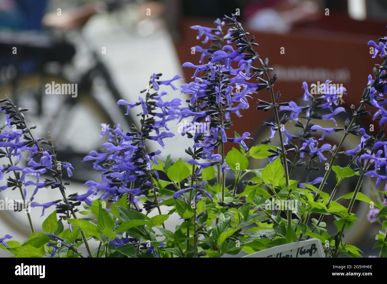 Sauge sauvage, fleurs violettes. Banque D'Images