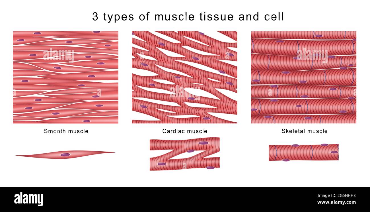 3 types de tissus musculaires et de cellules Banque D'Images