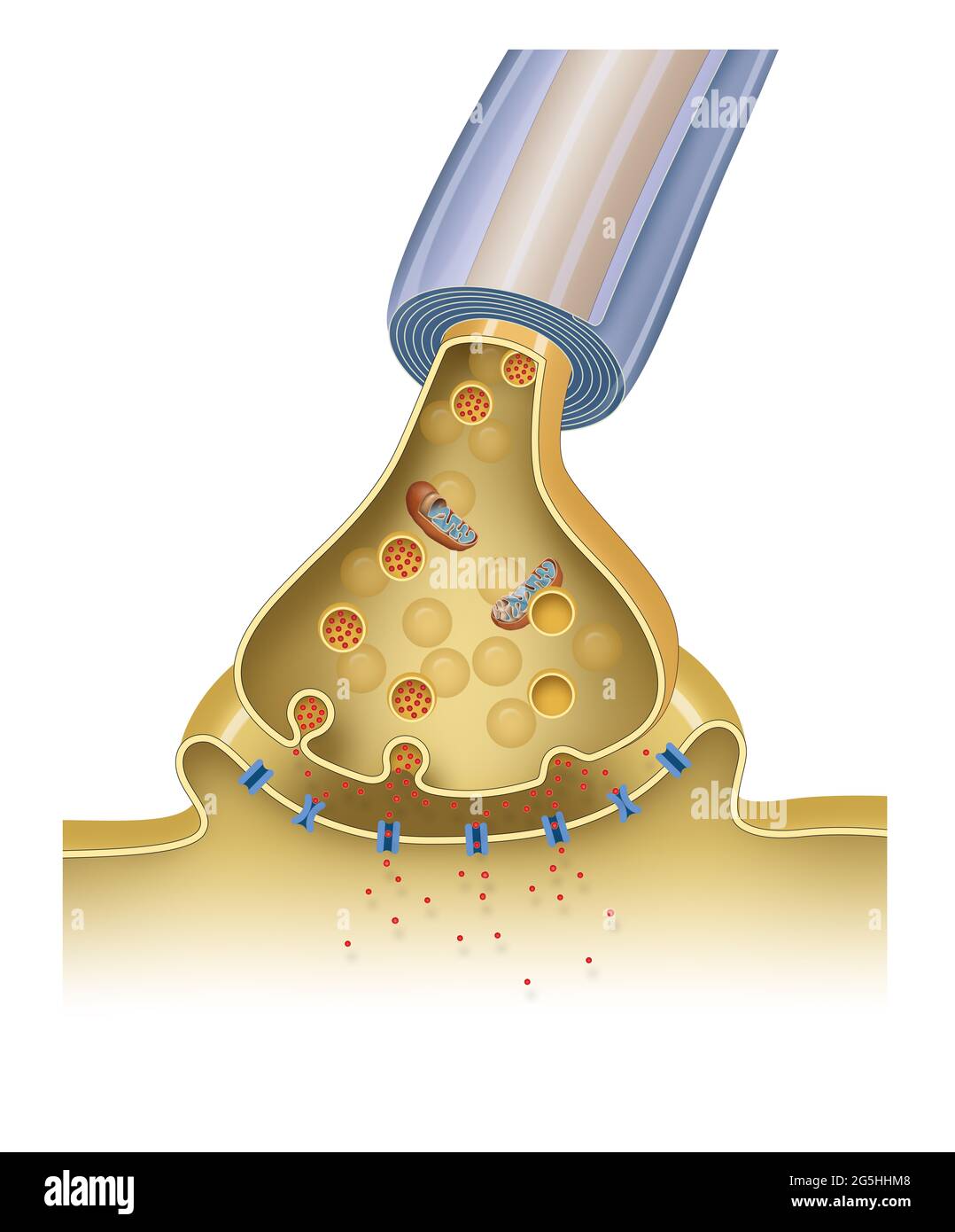 Transmission synaptique. Structure d'une synapse chimique typique Banque D'Images