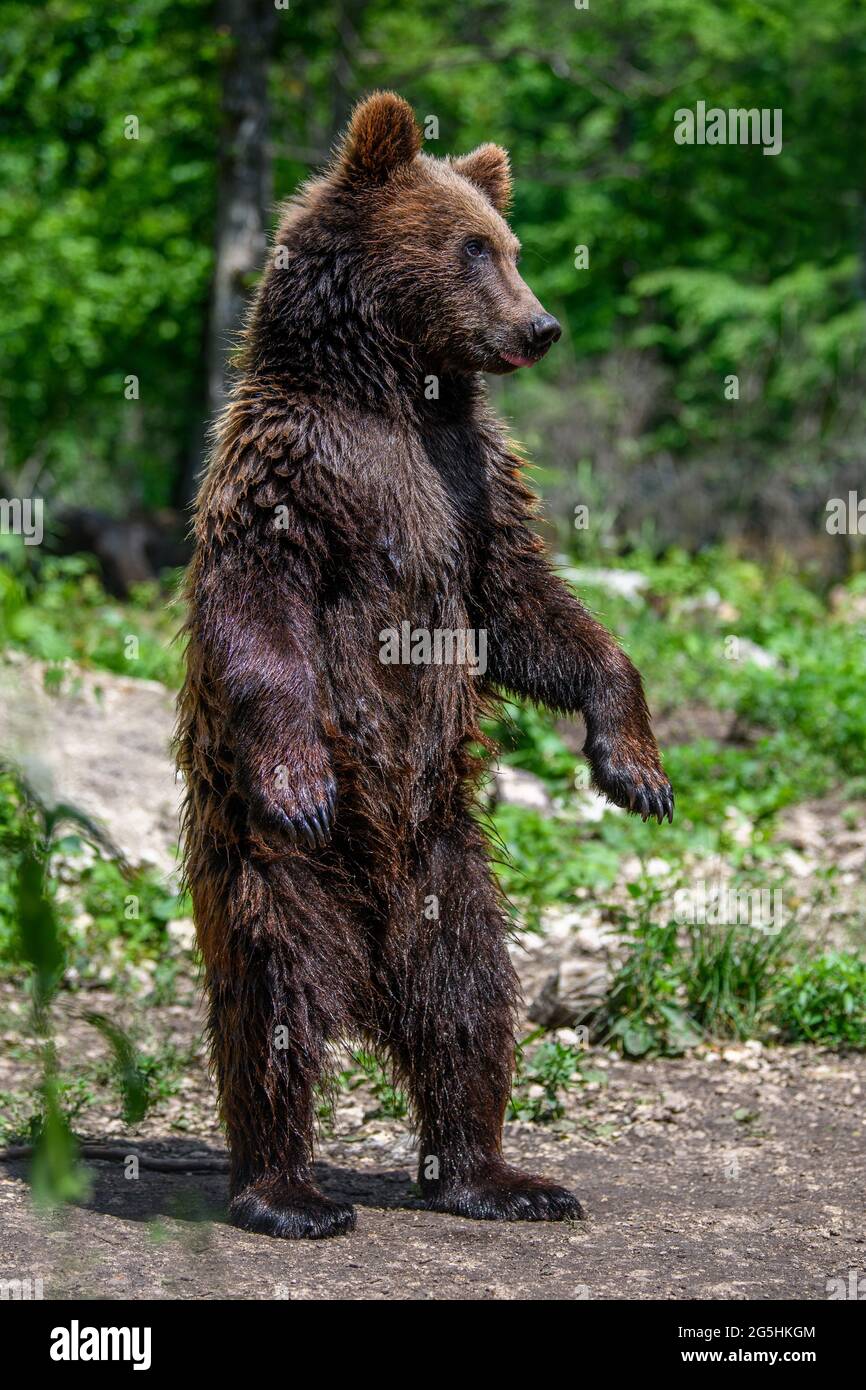 Ours brun (Ursus arctos) debout sur ses pattes arrière dans la forêt d'été. Animal dans l'habitat naturel. Scène de la faune Banque D'Images