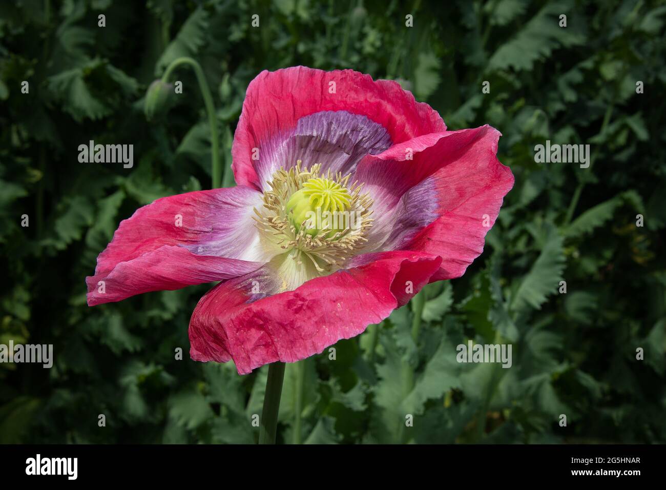 Une fleur unique d'un pavot à opium en fleur. Il est isolé contre un fond vert naturel de feuillage hors foyer Banque D'Images