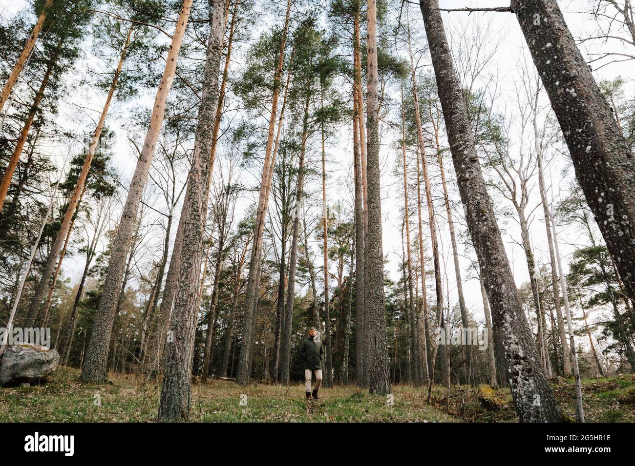 Randonneur mâle explorant au milieu des arbres dans la forêt Banque D'Images