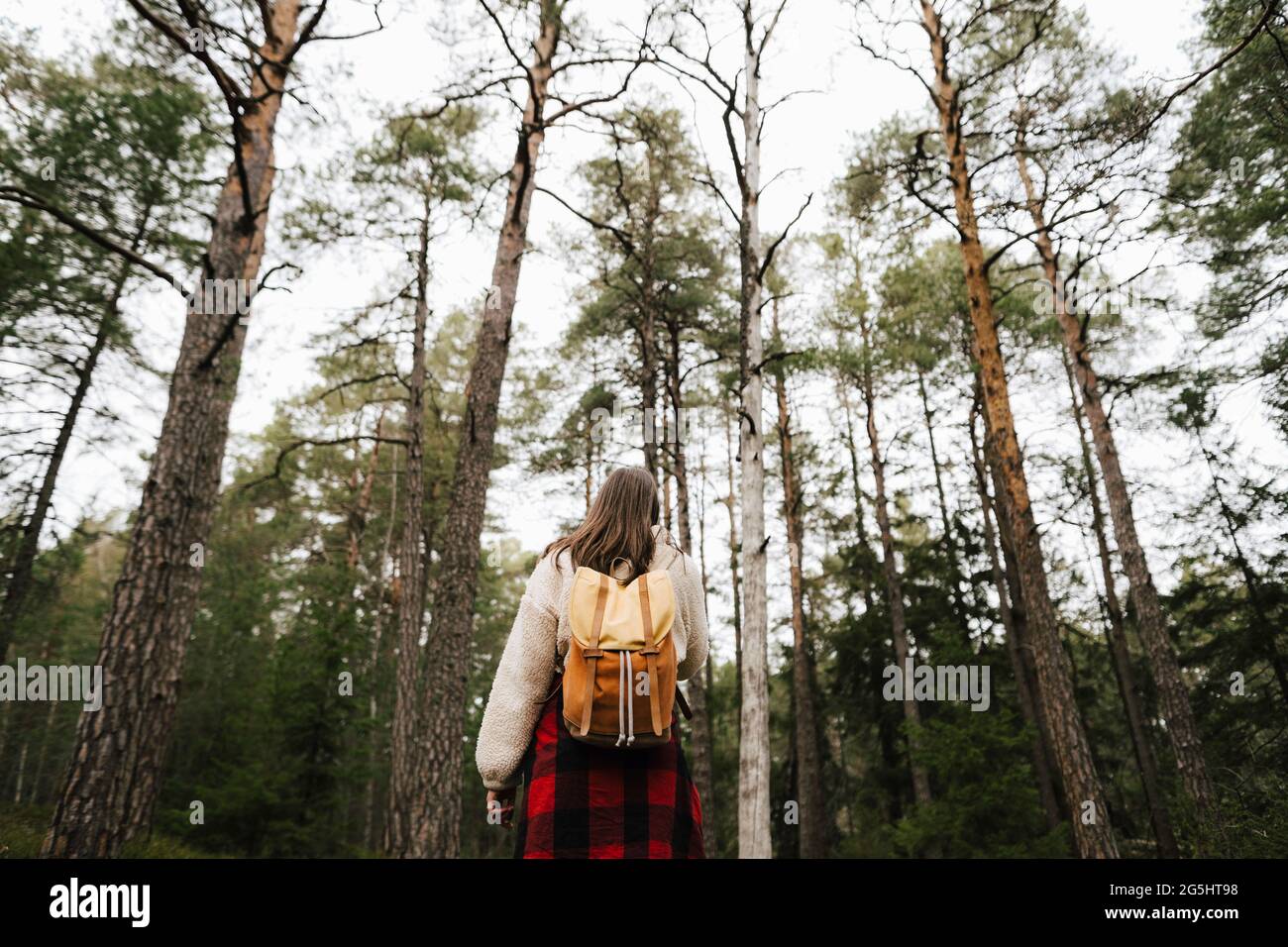 Vue arrière de la randonneur femelle explorant la forêt pendant les vacances Banque D'Images