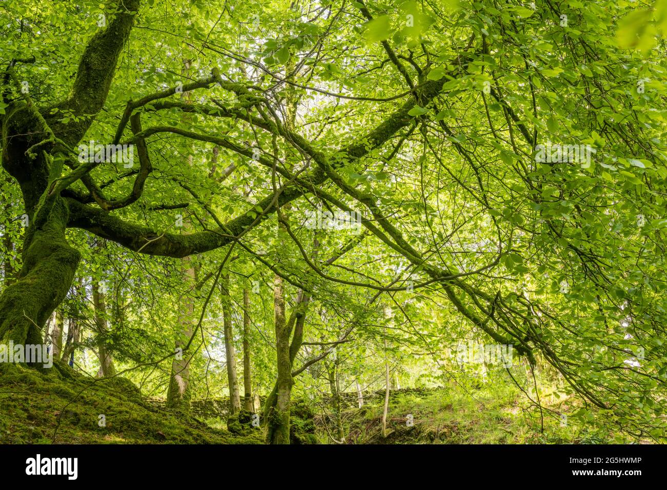 Vue sur les bois des arbres de printemps 2185 Banque D'Images