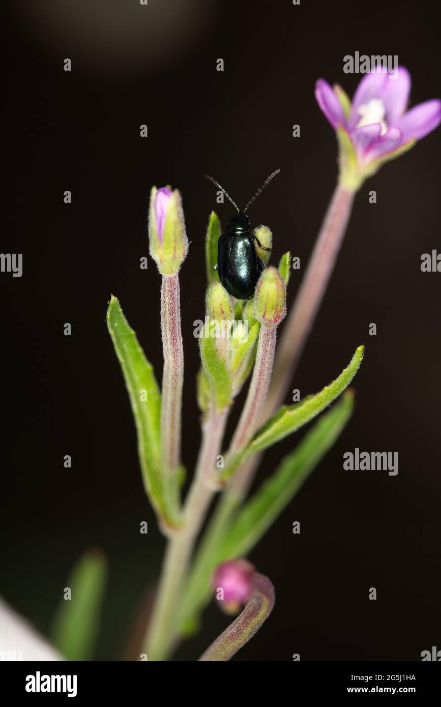 gros plan du coléoptère vert sur la fleur Banque D'Images