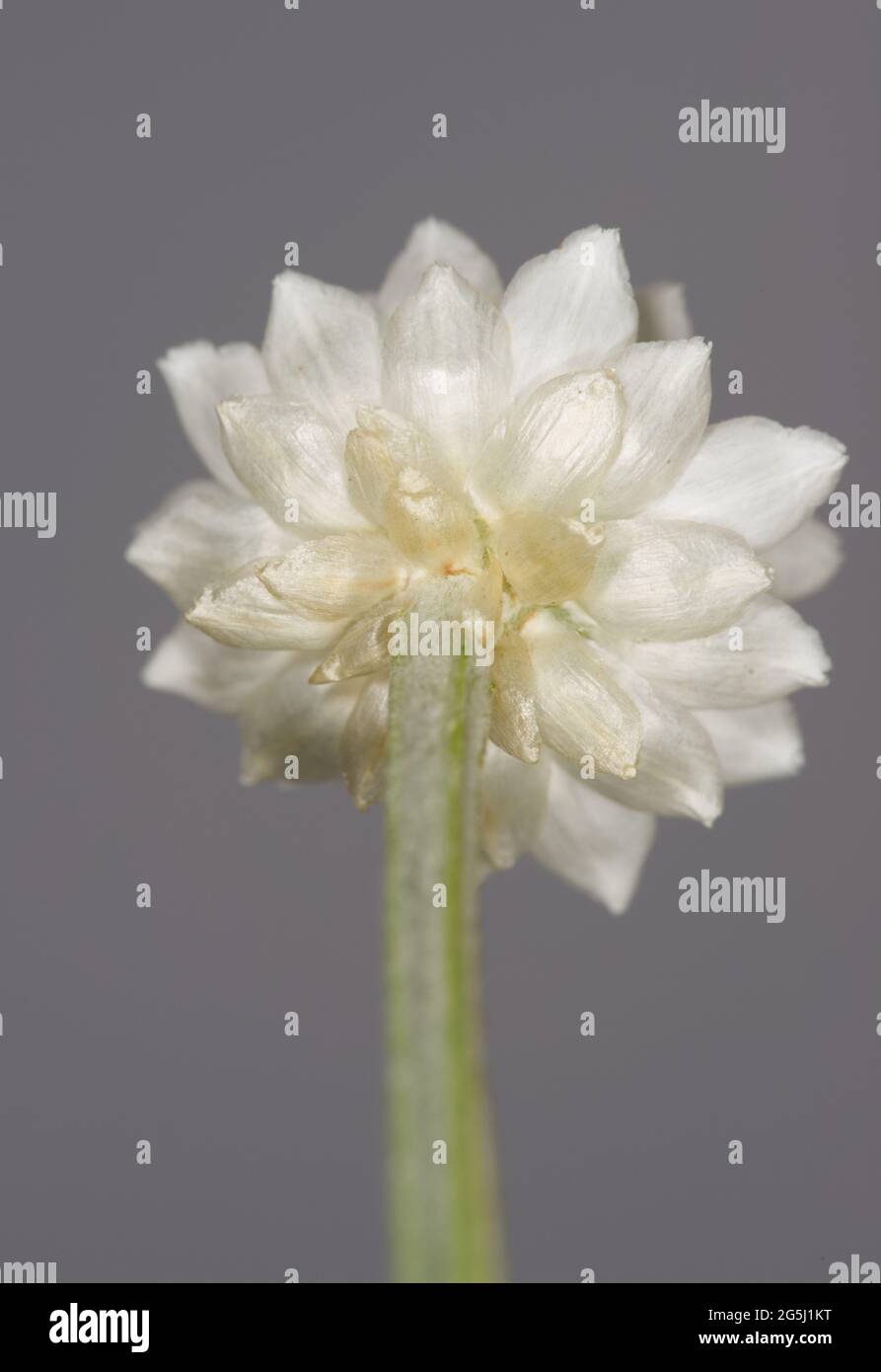 gros plan sur l'arrière d'une fleur blanche Banque D'Images