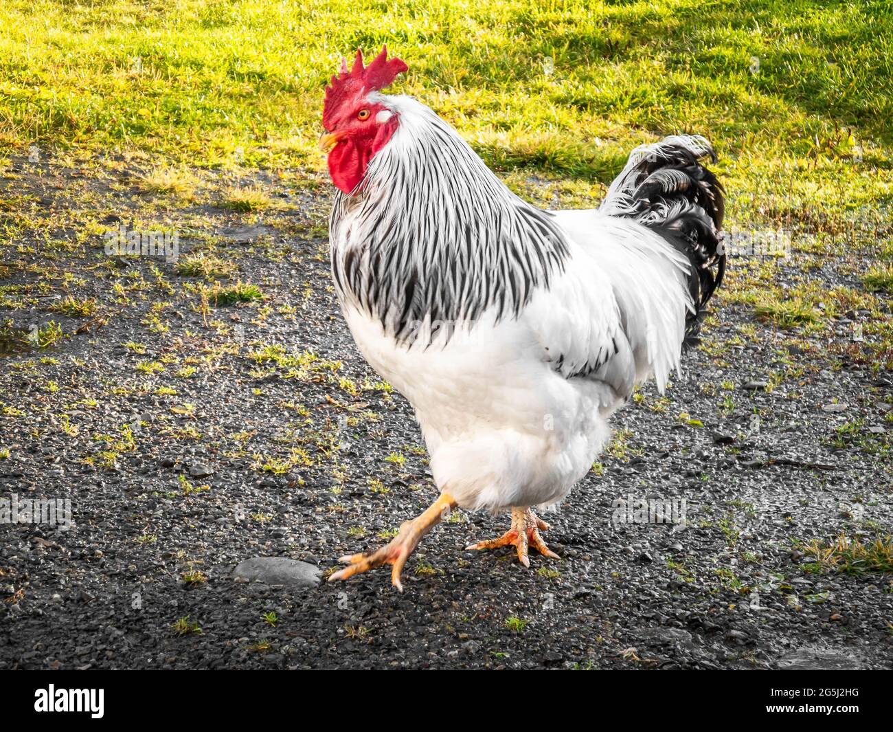 Un grand coq sain sans cage avec des plumes blanches et noires et un peigne rouge marchant à l'extérieur dans l'herbe verte naturelle rurale estivale Banque D'Images