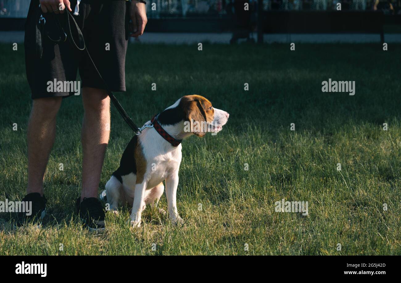 Le chien Beagle est assis sur l'herbe verte à côté de son propriétaire. Photo en coupe basse d'un chiot de race pure à côté du propriétaire Banque D'Images