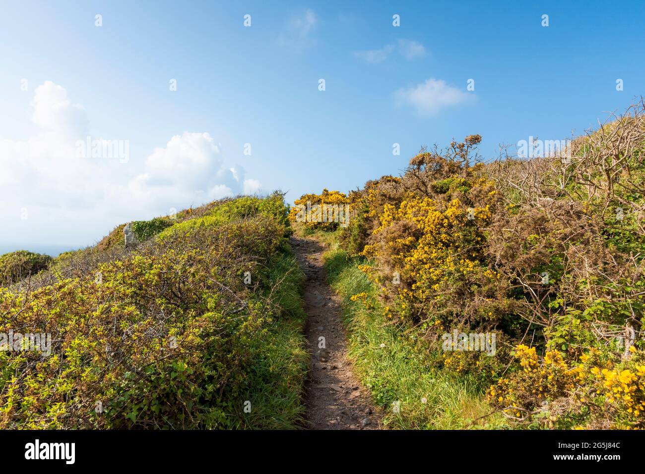 Le sentier de la côte sud-ouest entre Gorse Ulex sur Zennor Head à West Penwith dans Cornwall. Banque D'Images