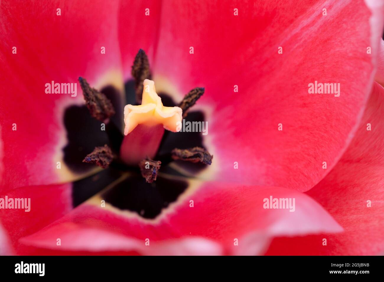 Tulipe « impression rose » Banque D'Images