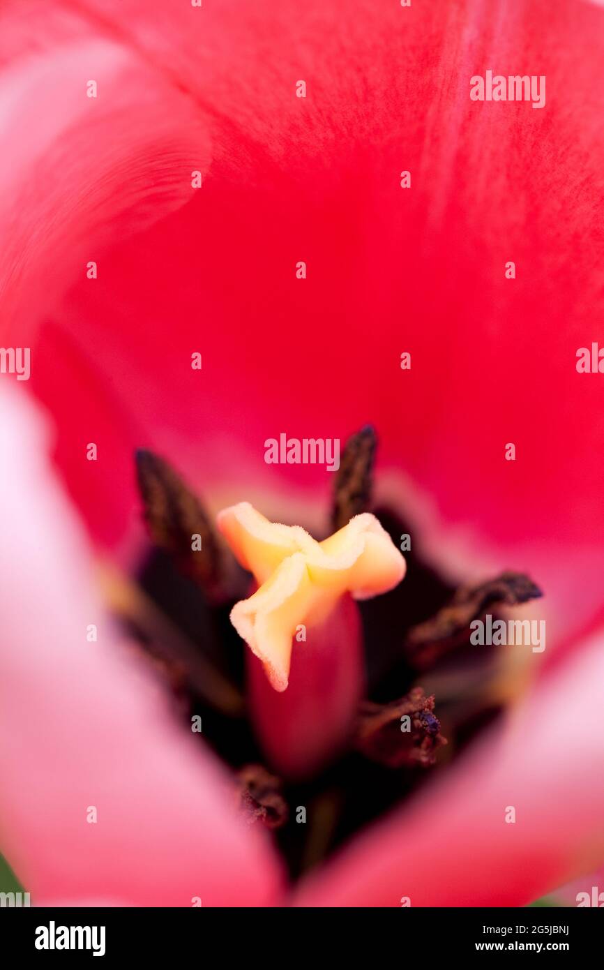 Tulipa 'Impression' Banque D'Images